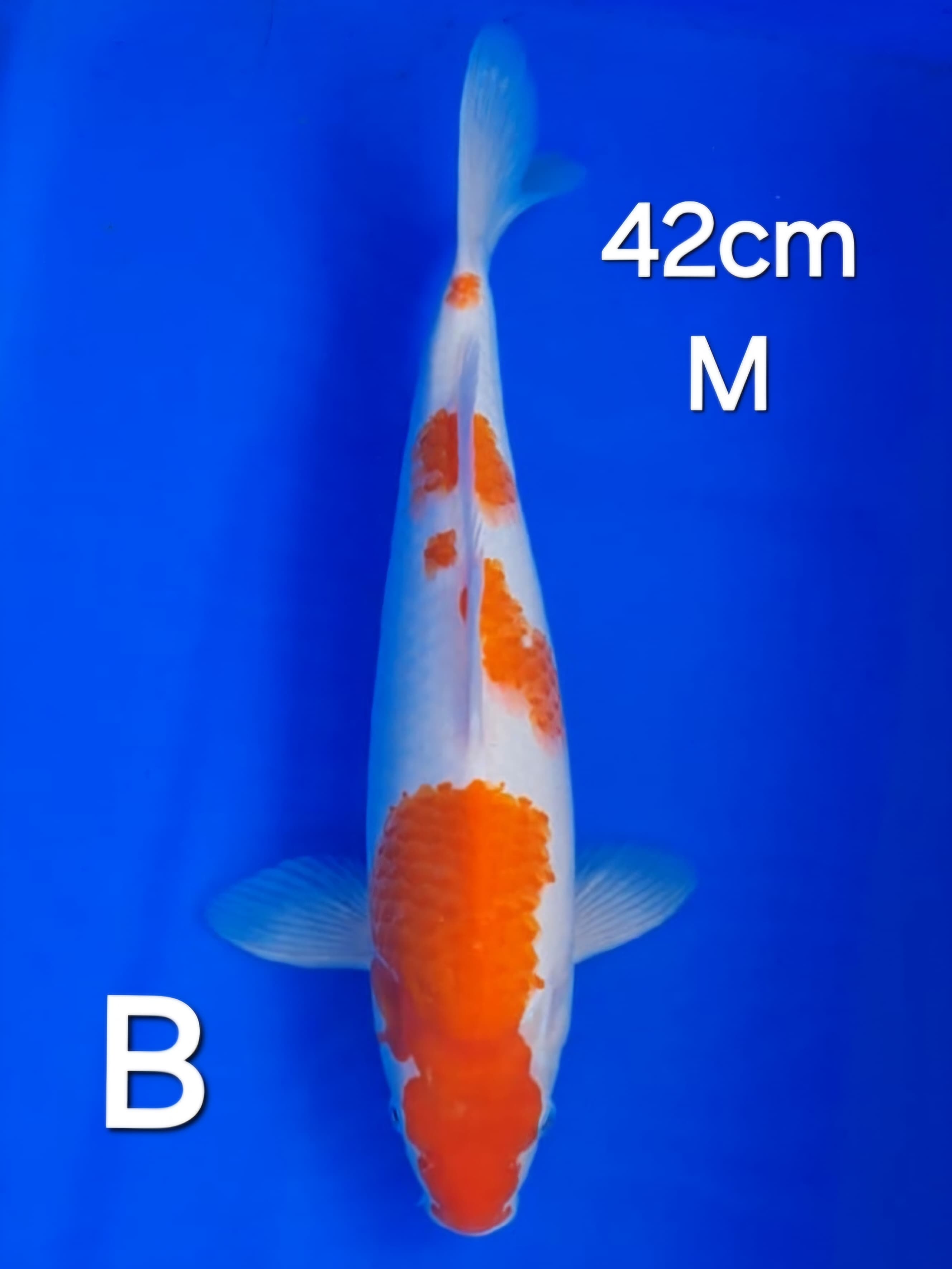 KOHAKU 42cm