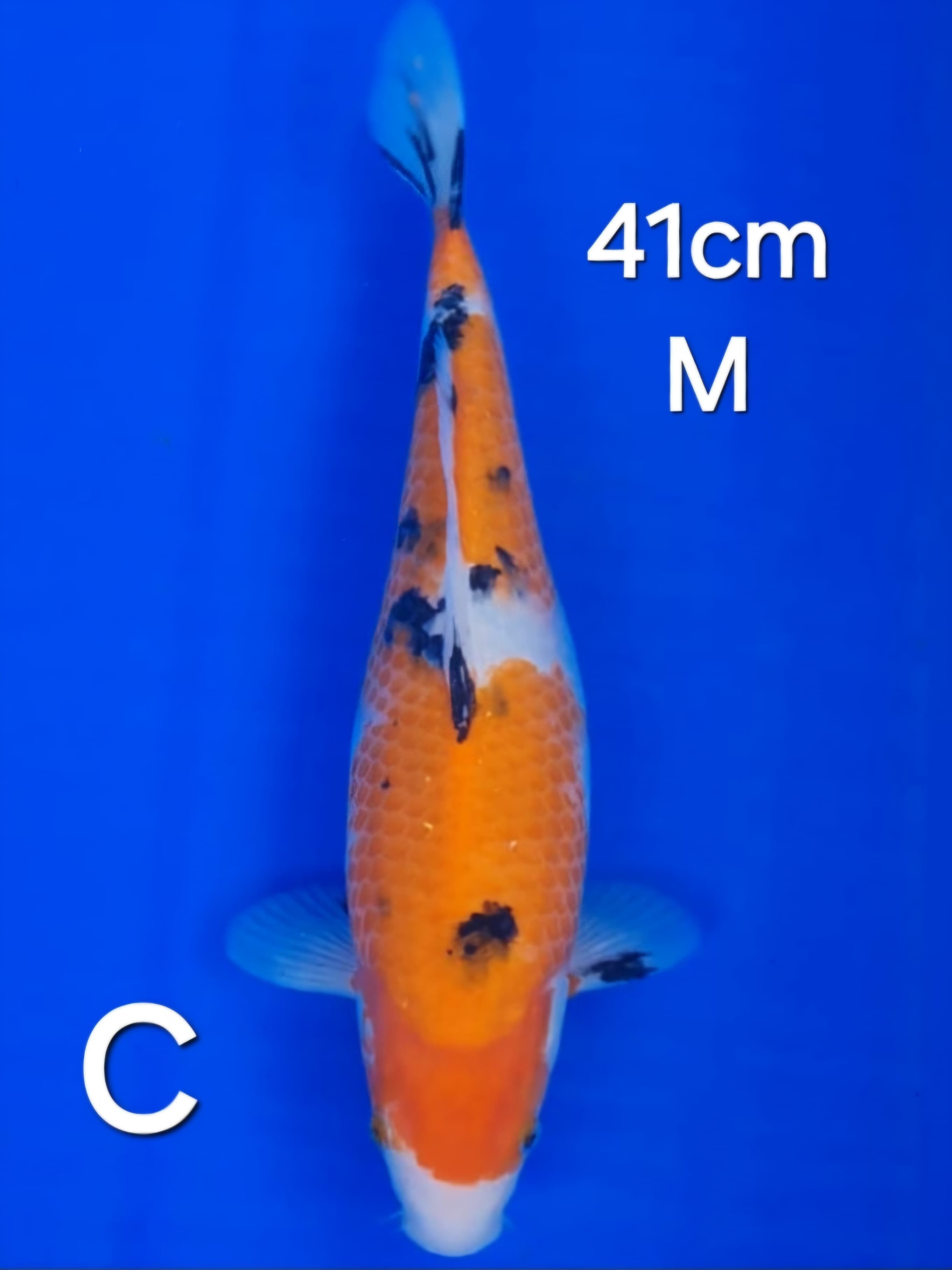 SANKE 41cm