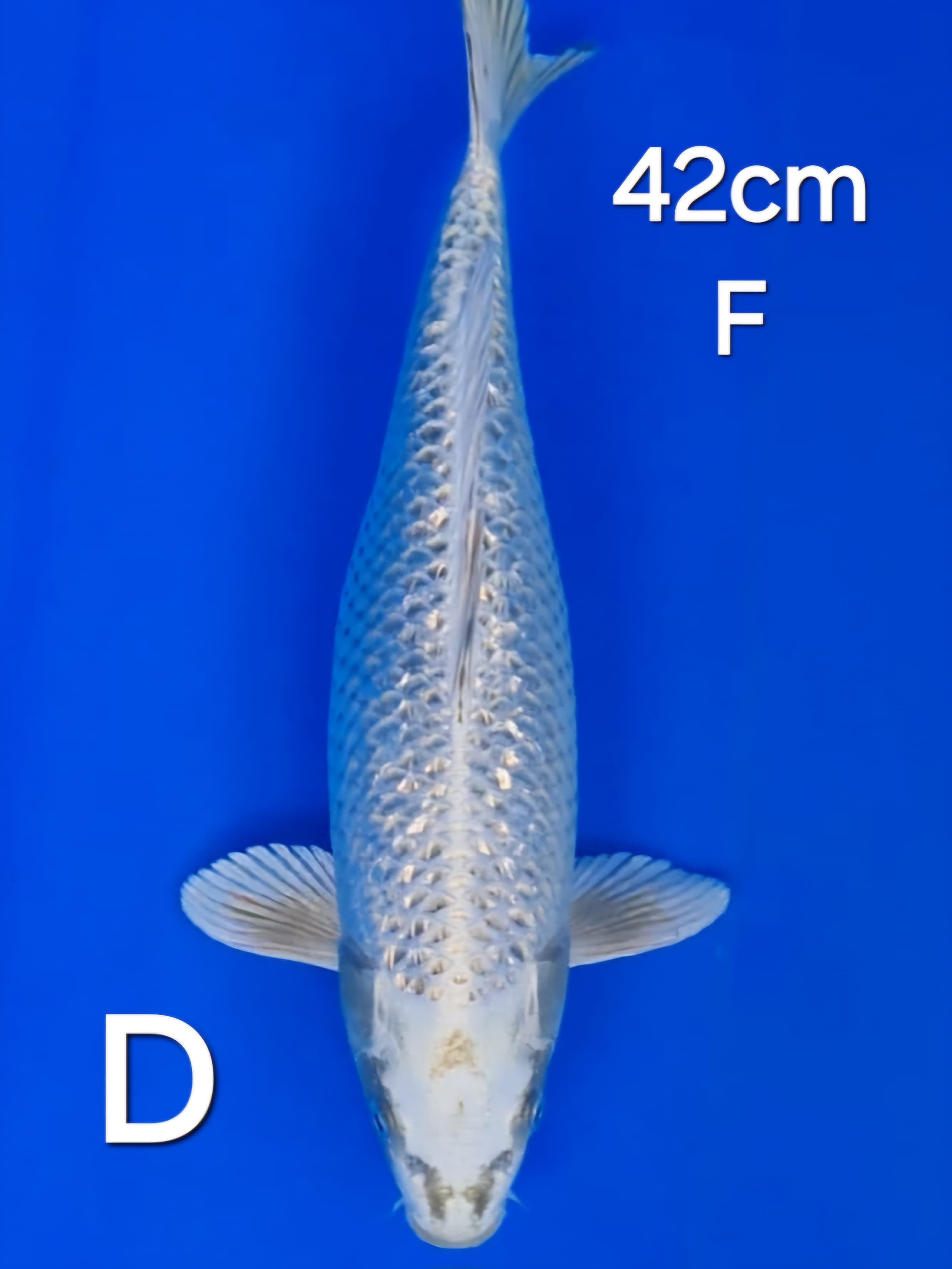KIN MATSUBA 42cm