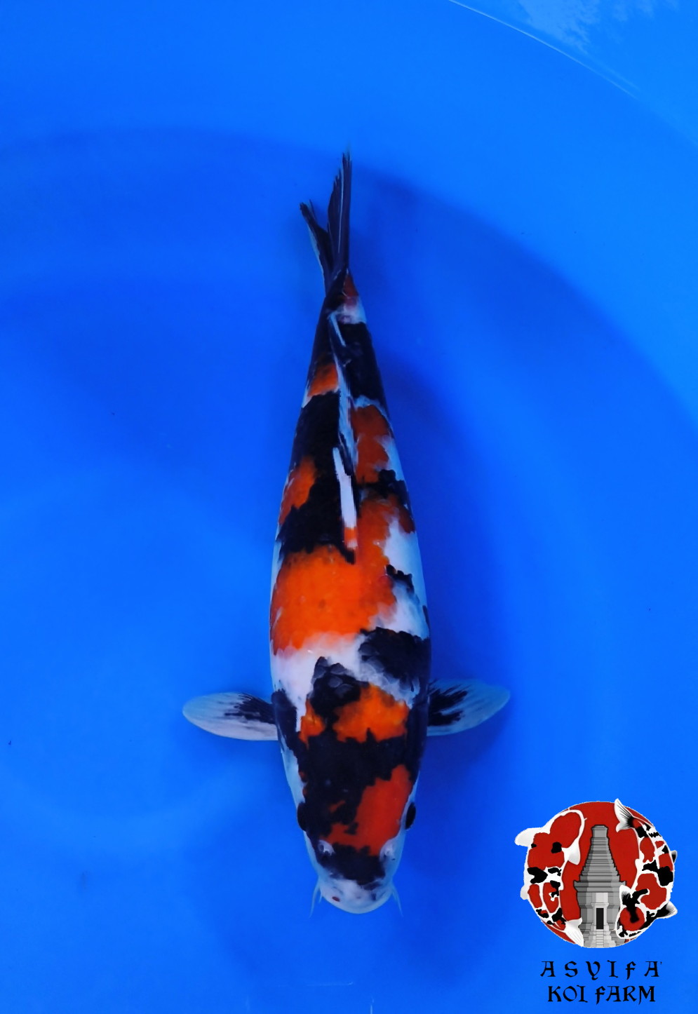 SHOWA SANSHOKU FEMALE ORI 37cm