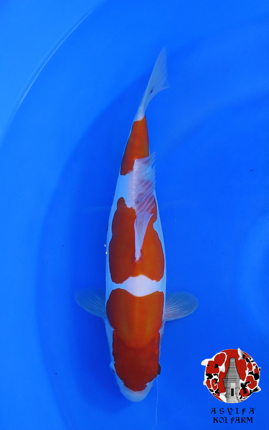 KOHAKU DOITSU MURNI FEMALE 37cm