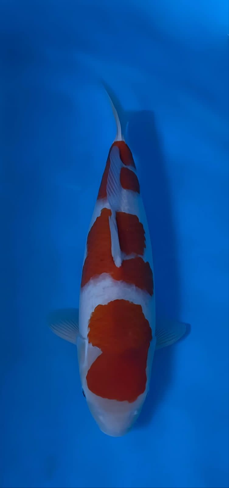 KOHAKU IMPORT ISA KOI FARM 53cm