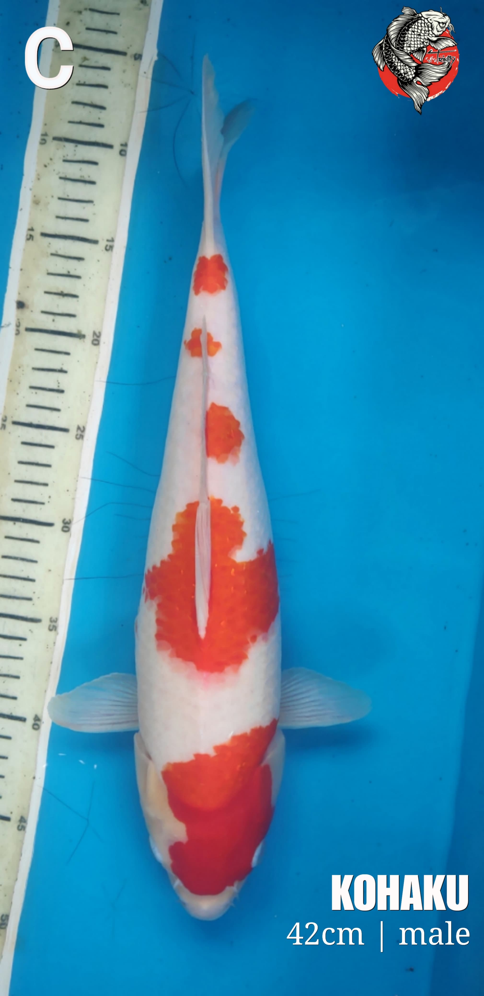 KOHAKU 42cm