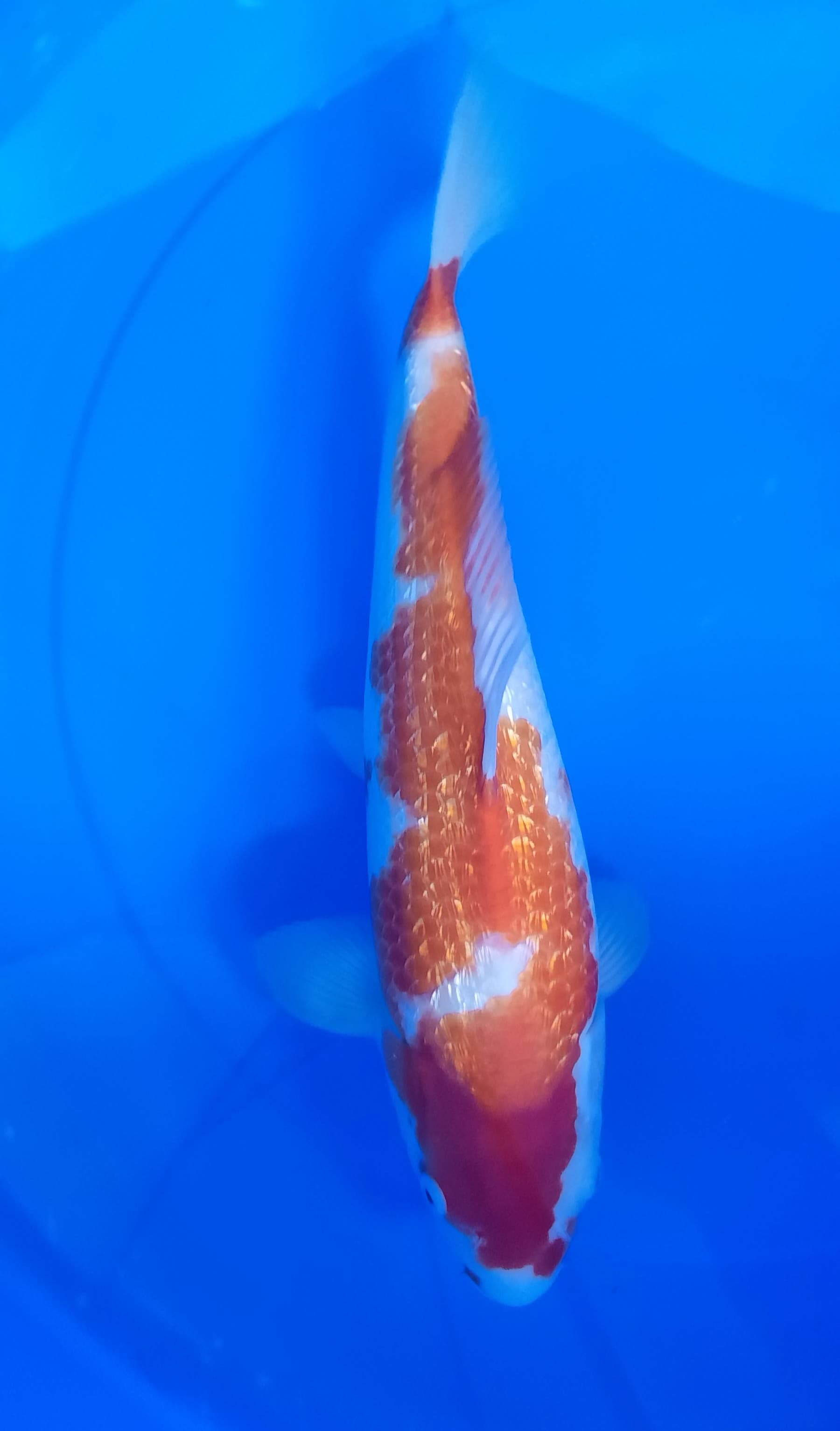 Lelang Koi Online, Jual Beli Ikan Koi, Pusat Jual Beli Koi, Info Lelang Koi Hari Ini, Platform Jual Beli Koi, Jual Beli Ikan Koi Online, Marketplace Ikan Koi, Jual Koi Terbaik, Tempat Beli Koi Berkualitas, Pasar Ikan Koi Online Terpercaya, Penjual Ikan Koi Terpercaya, Beli Koi Hias Online, Ikan Koi untuk Dijual, Koi Kualitas Terbaik, Toko Online Ikan Koi, Koi Hias Untuk Dijual, Jual Beli Ikan Koi Lokal, Koi Indonesia Online, Pusat Jual Beli Koi Terbesar