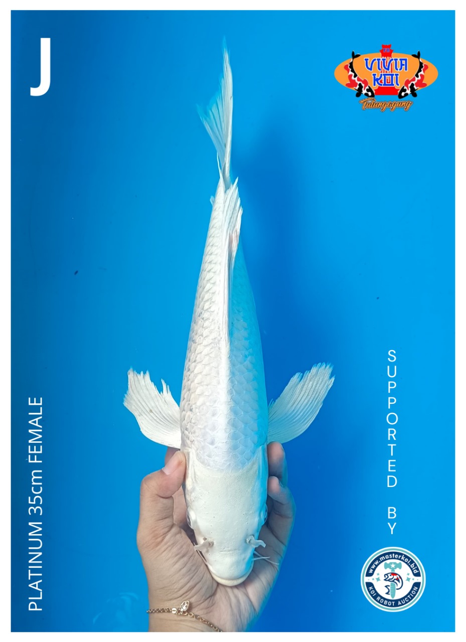 PLATINUM 35cm