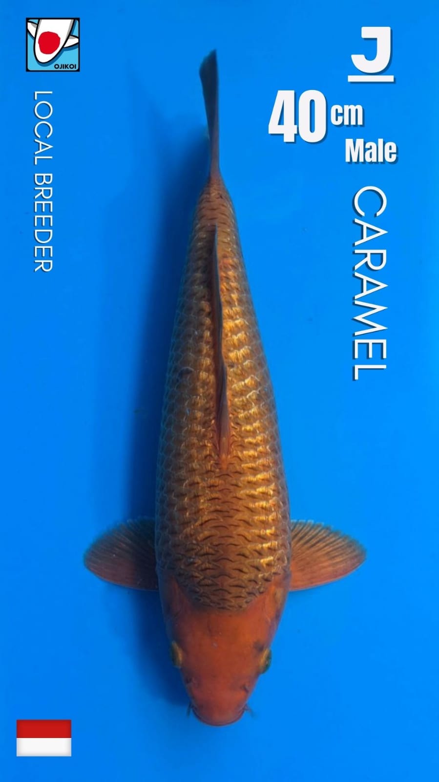 GINRIN CARAMEL LOCAL BREEDER 40cm