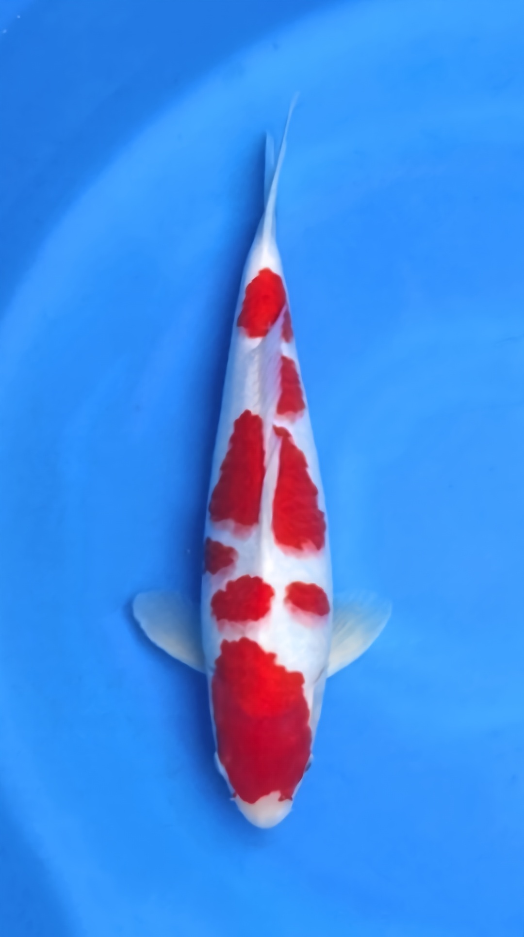KOHAKU 38cm