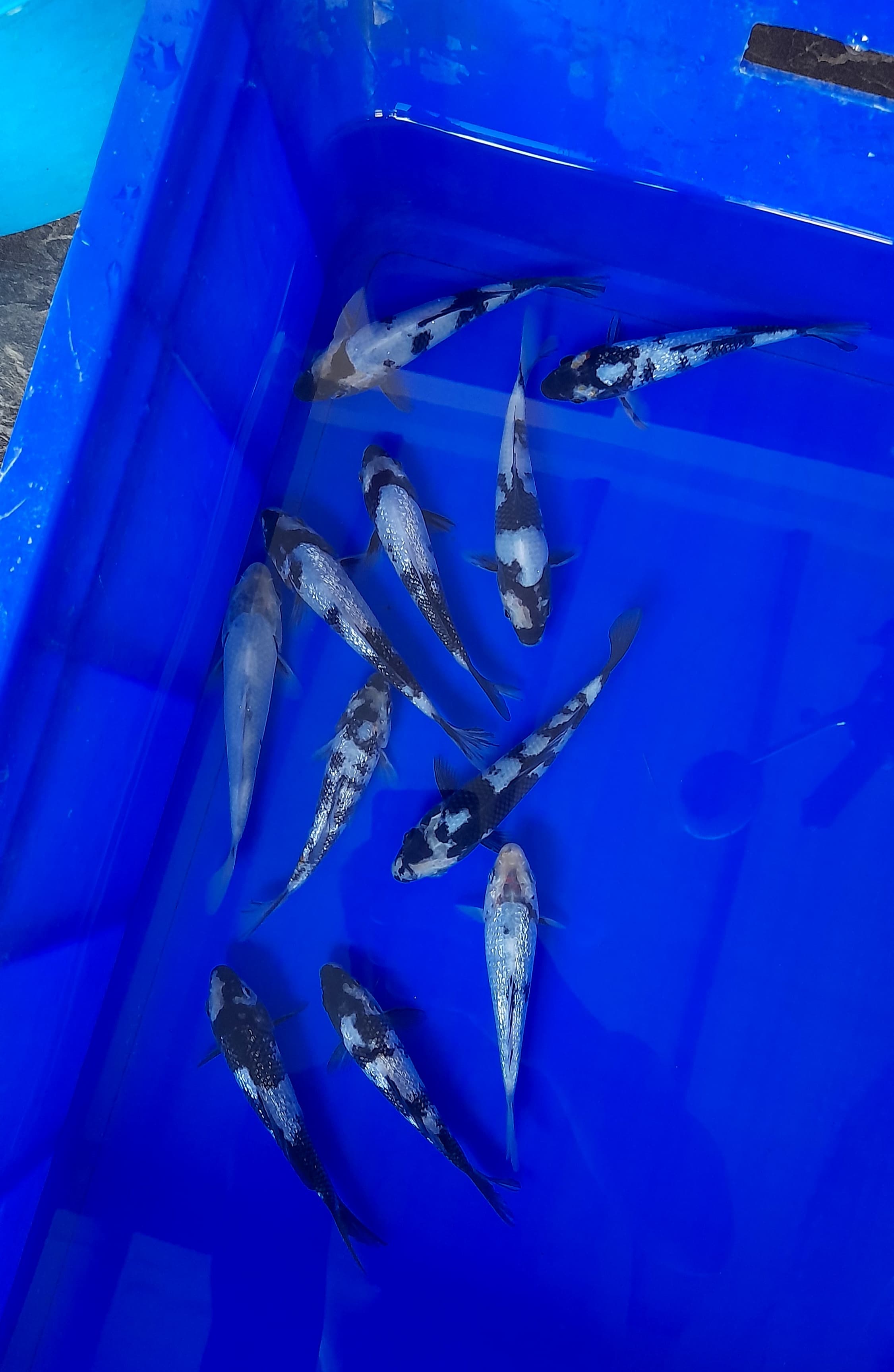 PAKET 10EKOR SHIRO 1315cm