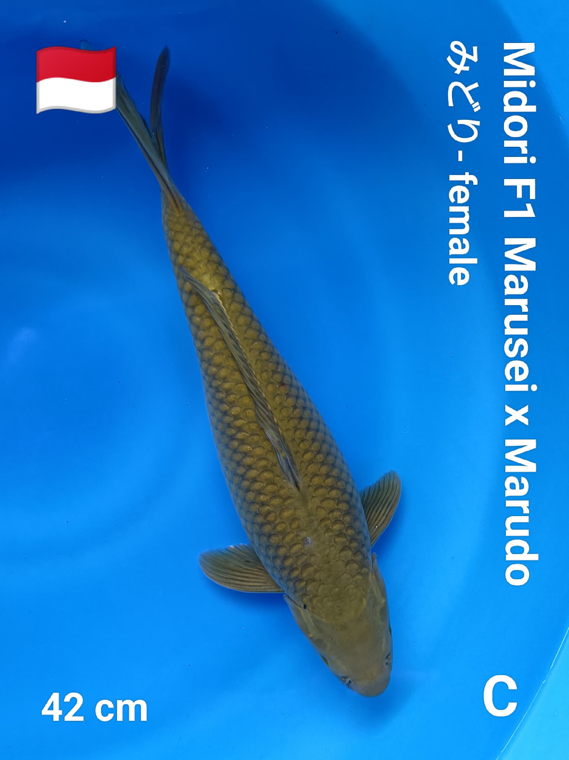 MIDORI F1 MARUSEI X MARUDO 42cm