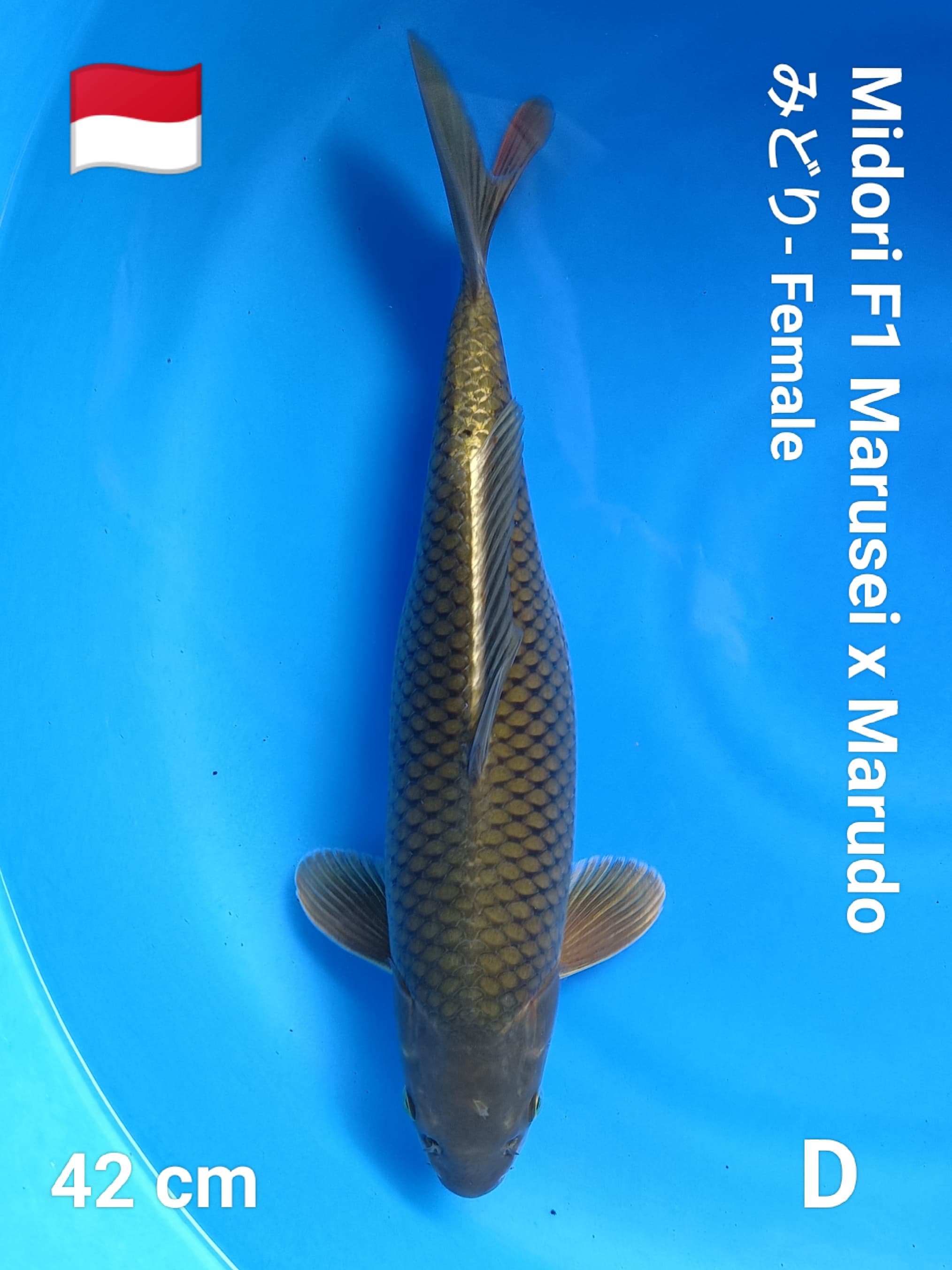 MIDORI F1 MARUSEI X MARUDO 42cm