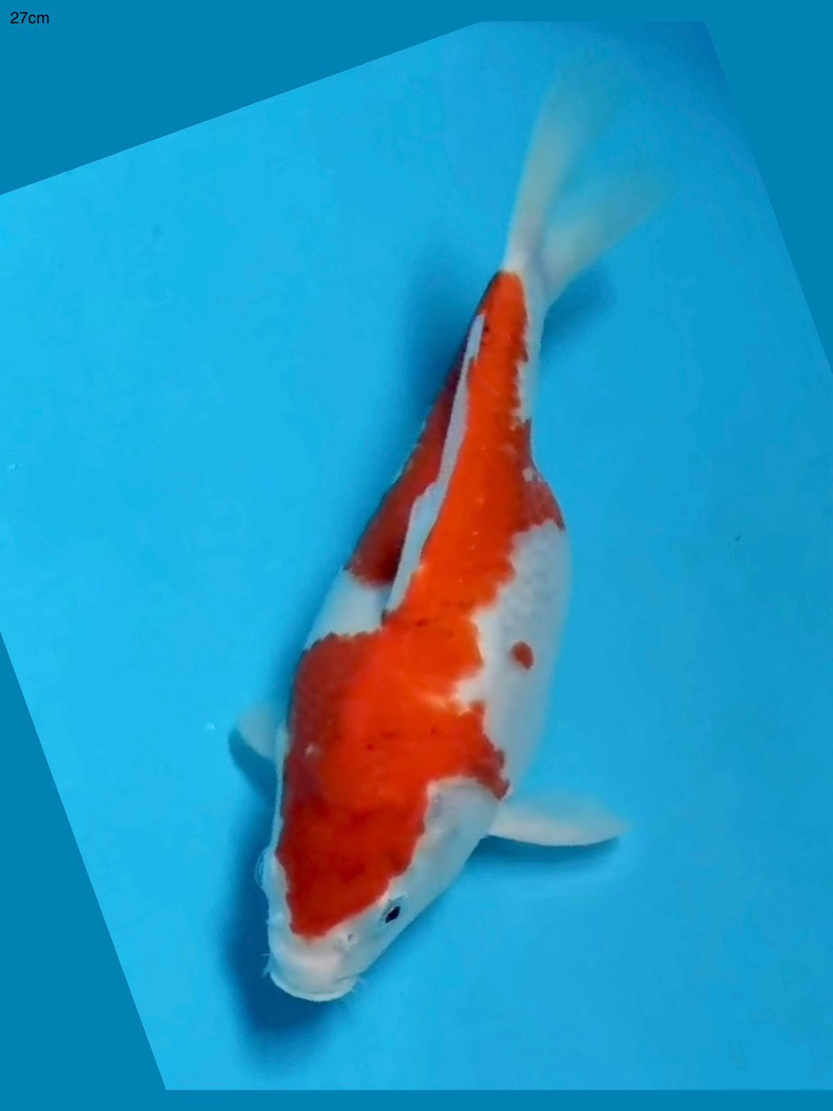 SB AIGOROMO POSISI IKAN DIPASURUAN 27cm