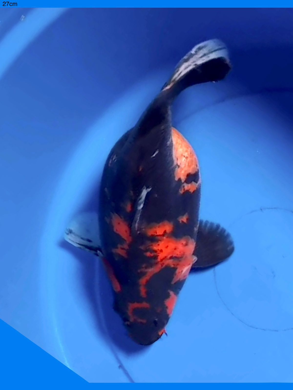 SB HIUTSURI POSISI IKAN DIPASURUAN 27cm