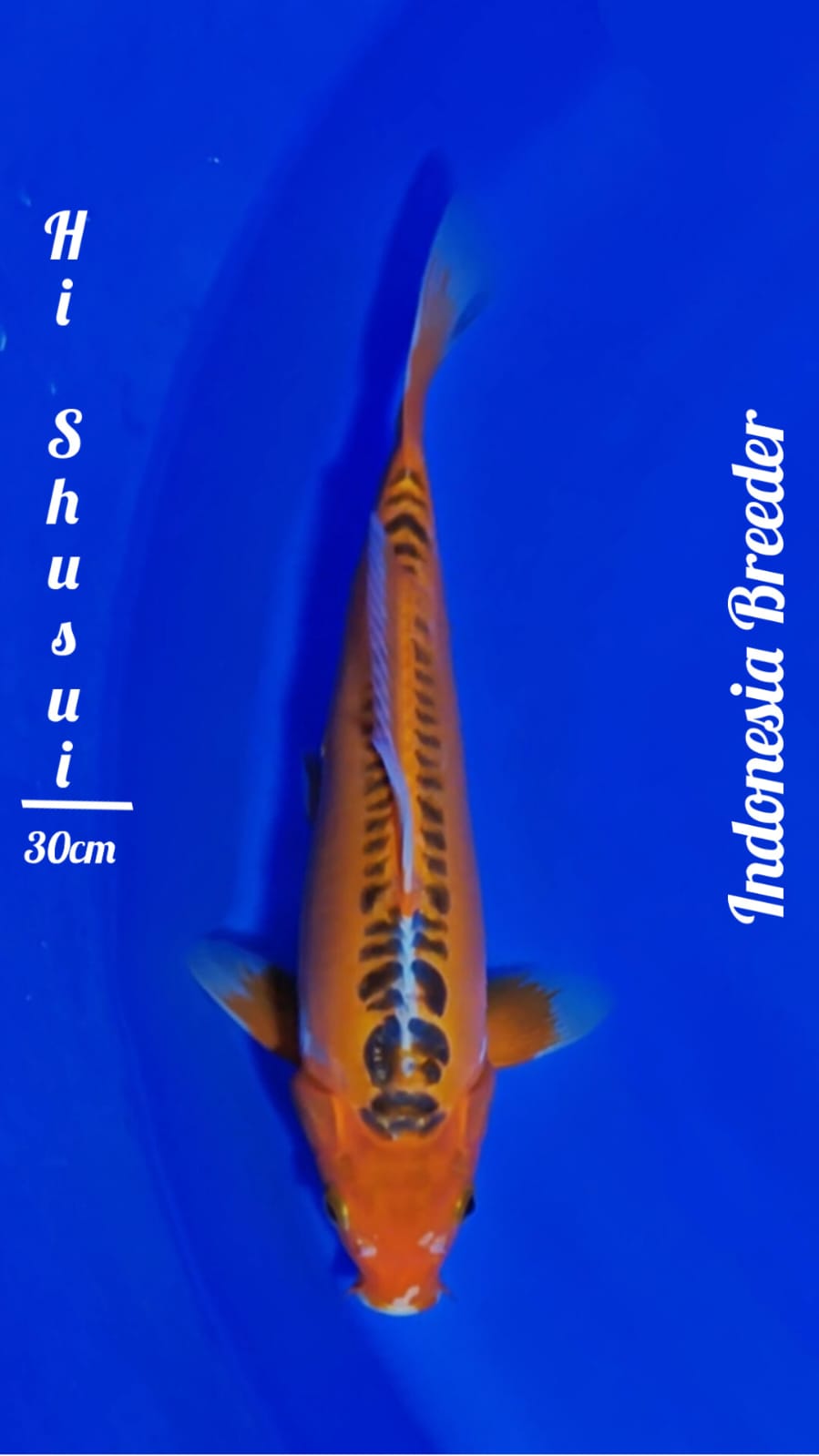 HI SUSUI F1 30cm
