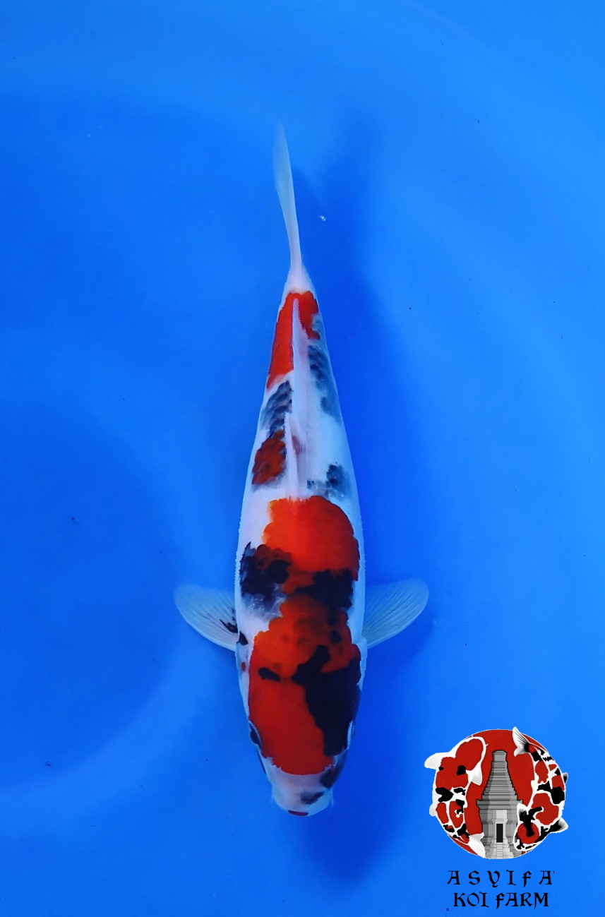 CLASS TATEGOI SHOWA SQ HALUS FEMALE ORI 25cm
