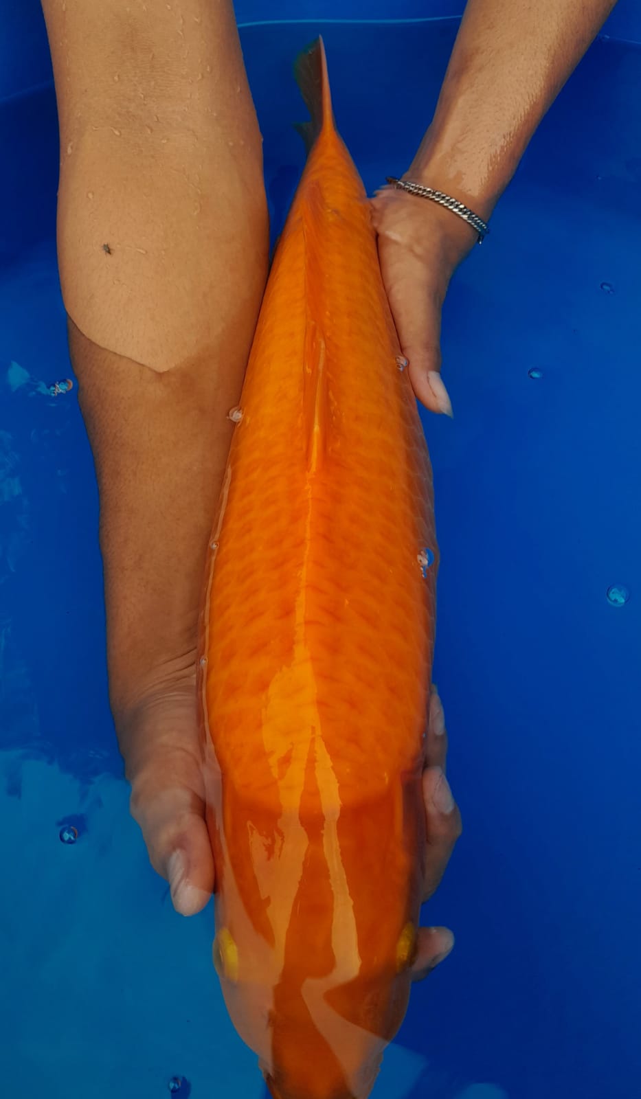 BENIGOI MERAH STRONG JUMBO MALE 52cm