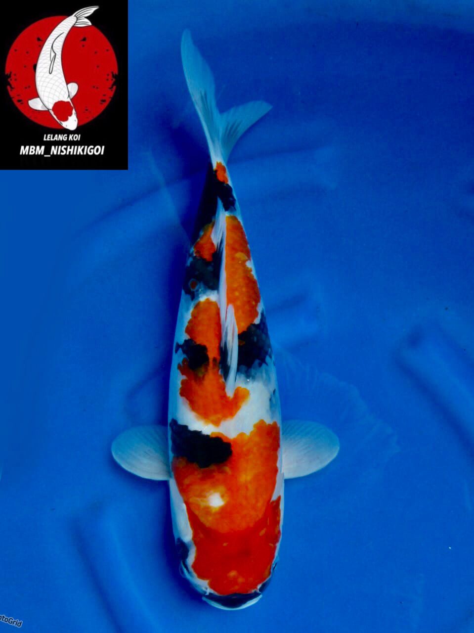 SHOWA CALON JUMBO UNCHEK 43cm