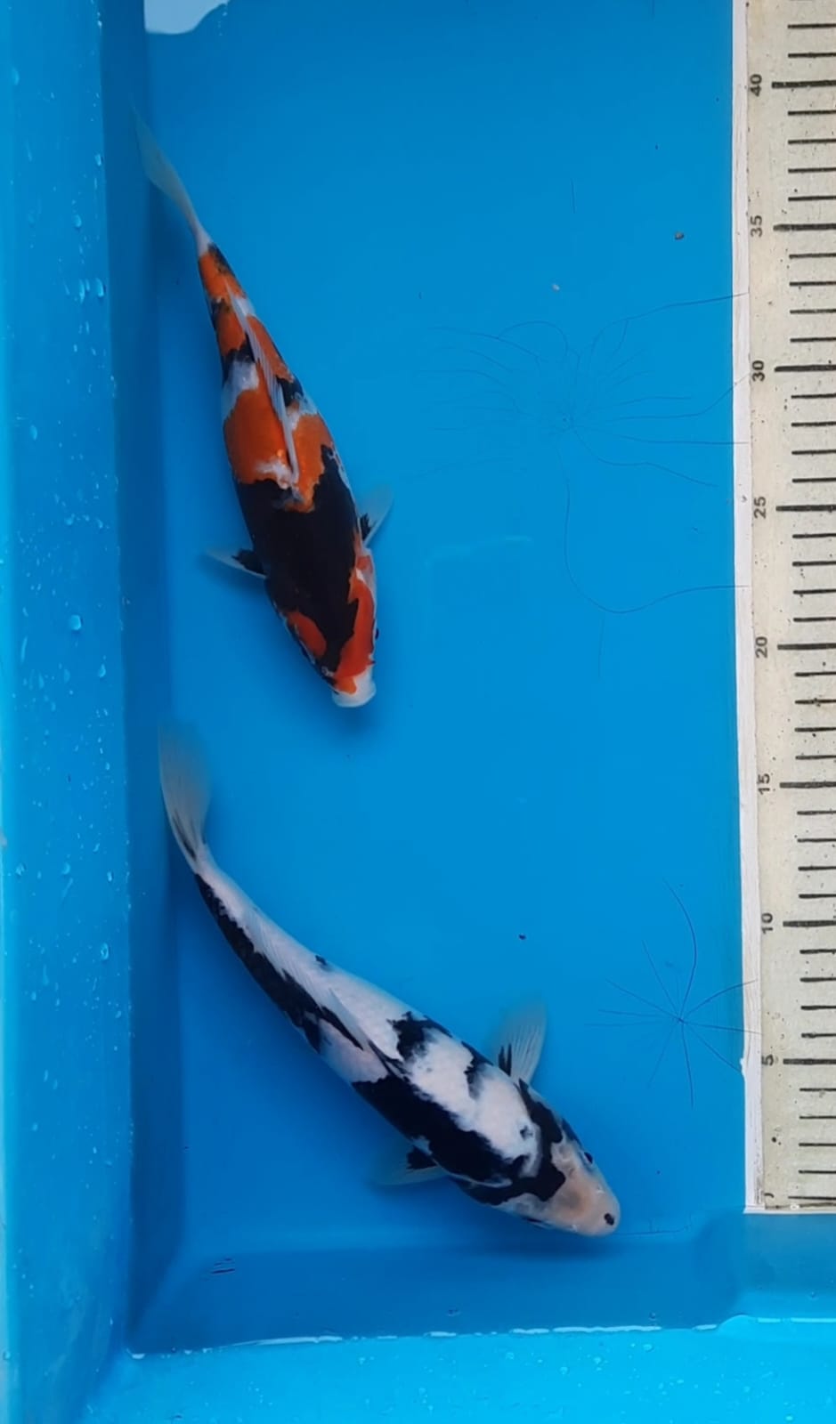 MIX KOI2225cm
