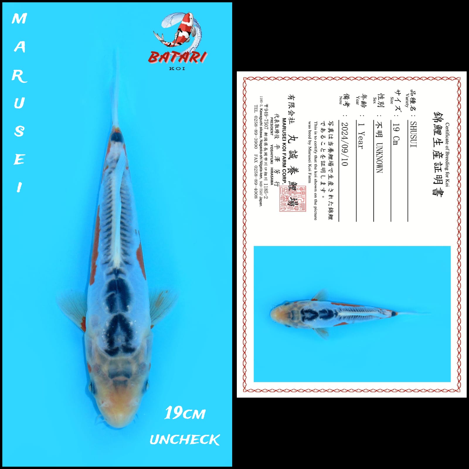 SHUSUI IMPORT MARUSEI 19cm