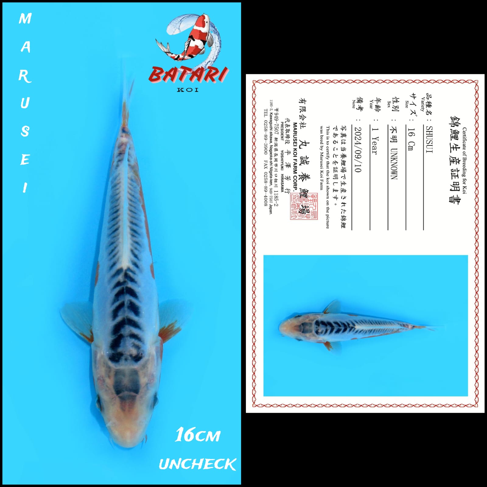 SHUSUI IMPORT MARUSEI 16cm