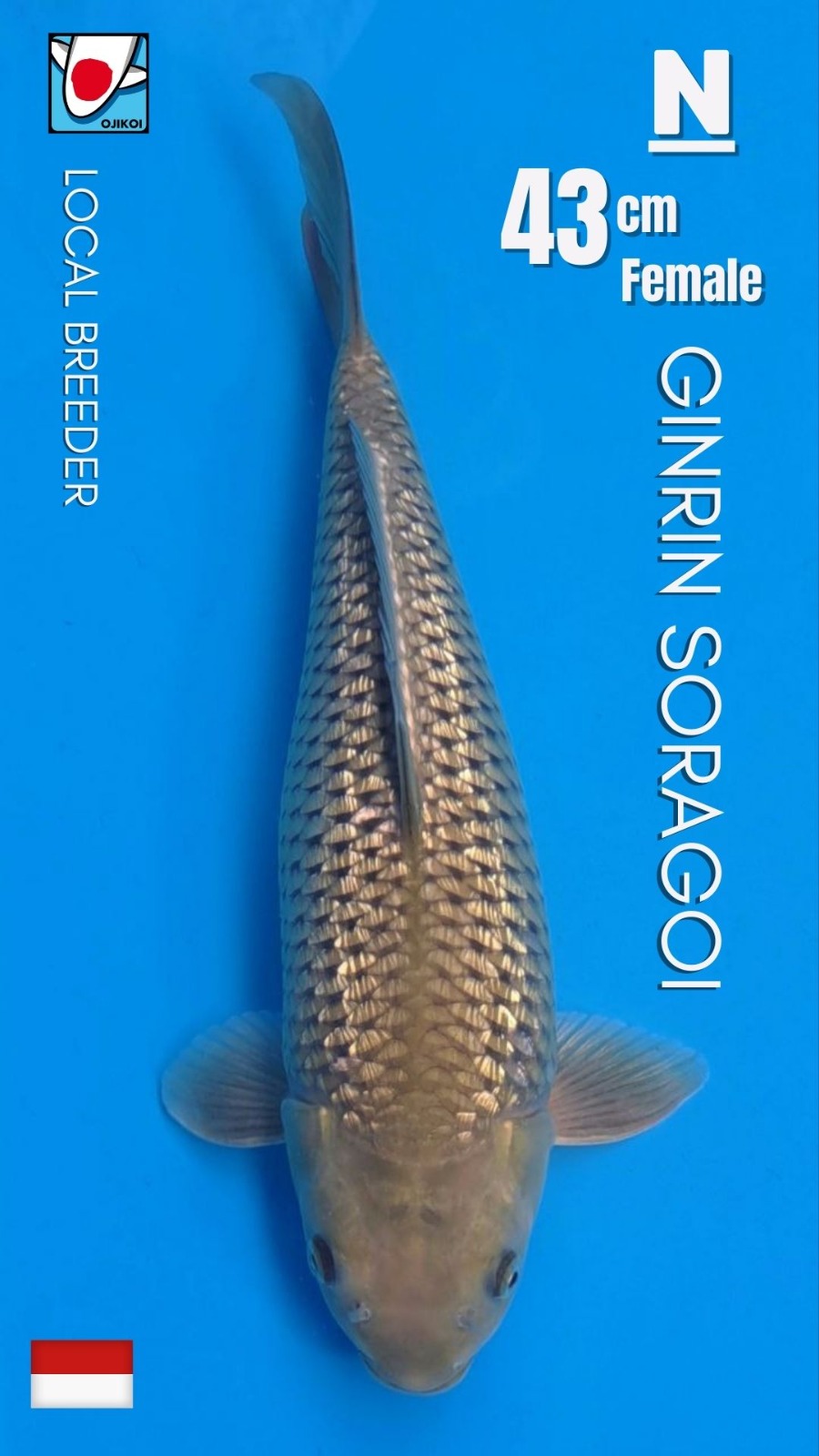 GINRIN SORAGOI LOCAL BREEDER 43cm