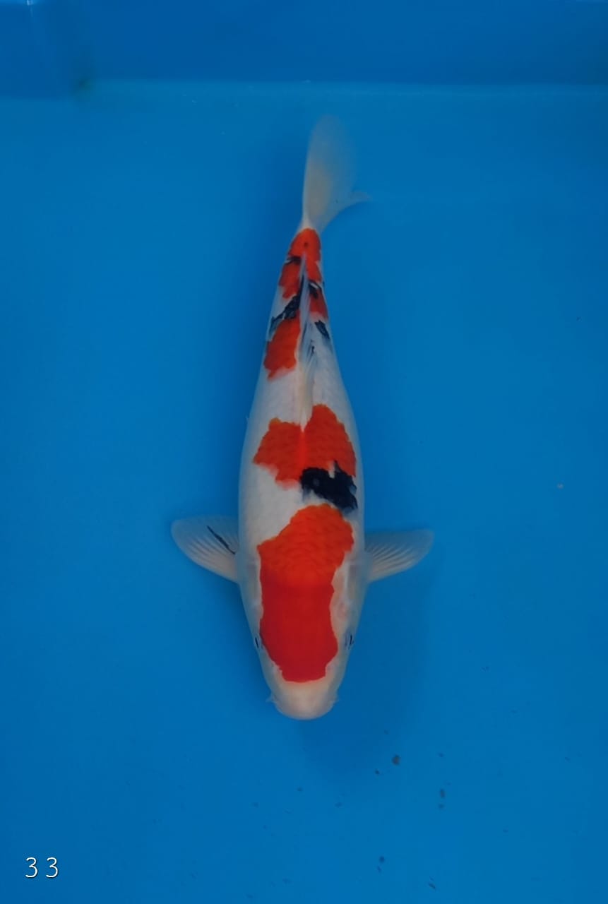 SANKE 33cm