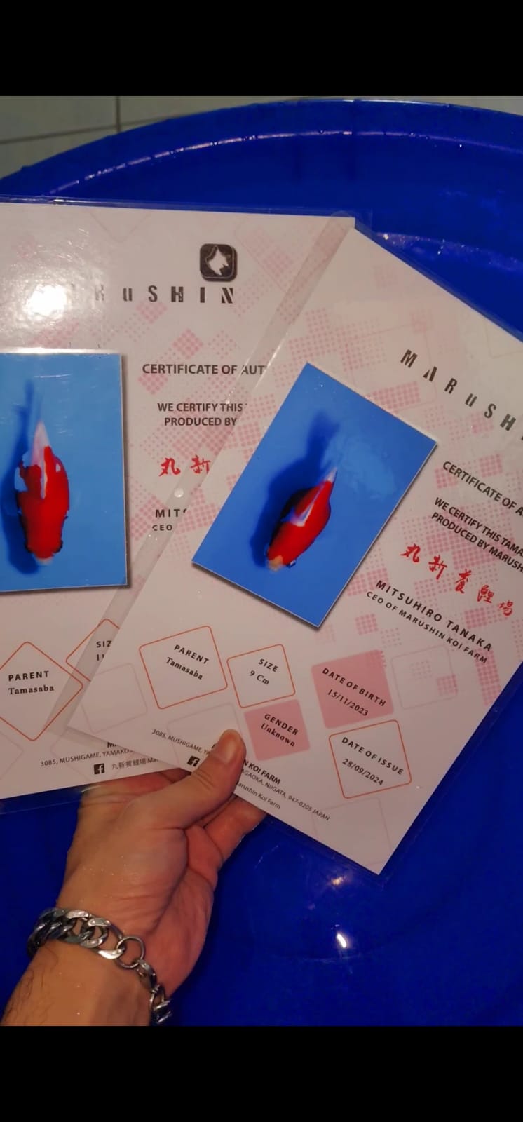 Ikan Koi TAMASABA 2 EKOR 10 DAN 12cm, lelang koi TAMASABA 2 EKOR 10 DAN 12cm, jual koi TAMASABA 2 EKOR 10 DAN 12cm, beli koi TAMASABA 2 EKOR 10 DAN 12cm, Lelang Koi Online, Jual Beli Ikan Koi, Pusat Jual Beli Koi, Info Lelang Koi Hari Ini, Platform Jual Beli Koi, Jual Beli Ikan Koi Online, Marketplace Ikan Koi, Jual Koi Terbaik, Tempat Beli Koi Berkualitas, Pasar Ikan Koi Online Terpercaya, Penjual Ikan Koi Terpercaya, Beli Koi Hias Online, Ikan Koi untuk Dijual, Koi Kualitas Terbaik, Toko Online Ikan Koi, Koi Hias Untuk Dijual, Jual Beli Ikan Koi Lokal, Koi Indonesia Online, Pusat Jual Beli Koi Terbesar