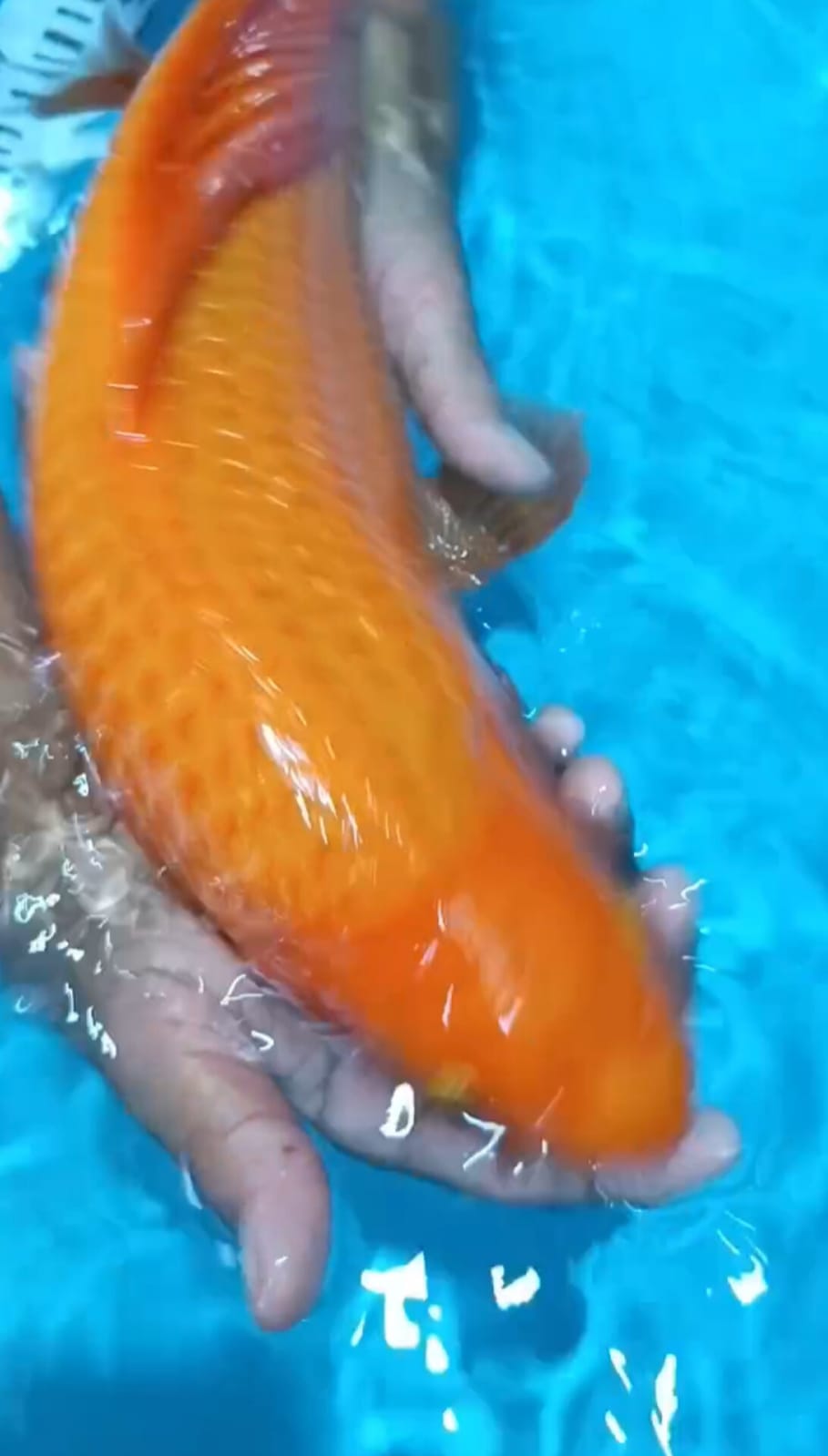 KARASYI KUMPAY GONDRONG PUNUK MALE ISTIMEWA 48cm