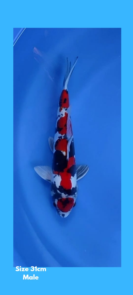 SHOWA MARUTEN DOITSU 31cm