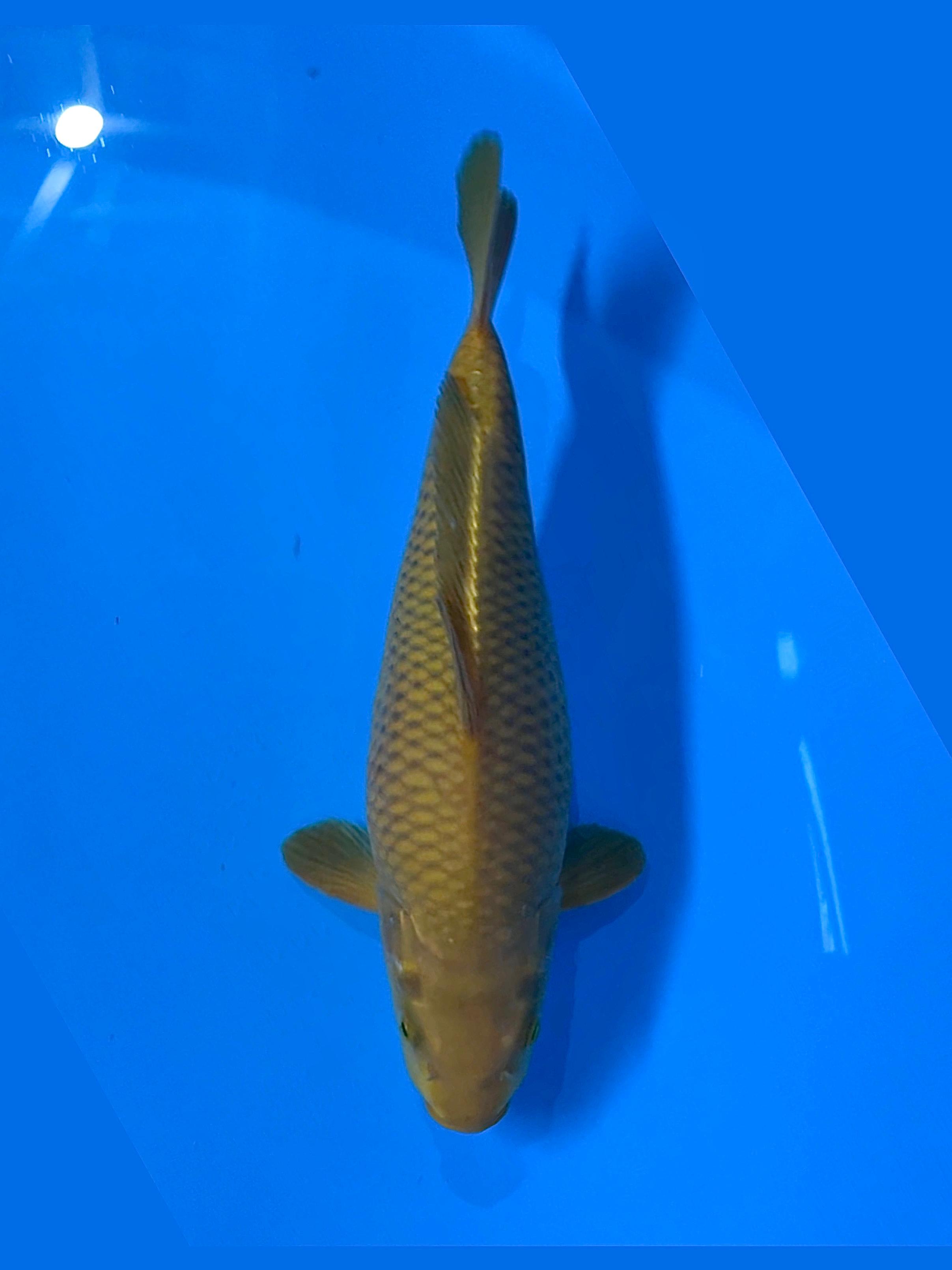 CAGOI IJO 32cm