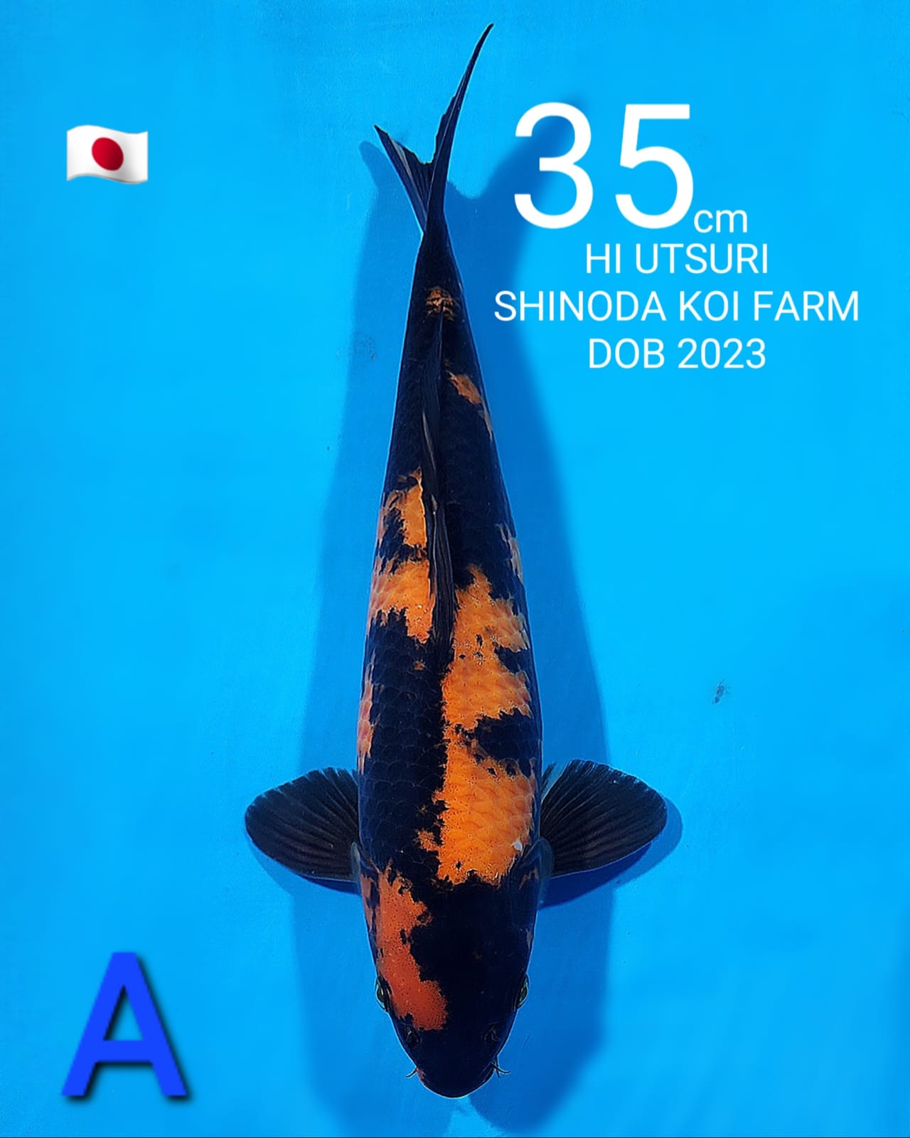 SHINODA HI UTSURI DOB 2023 35cm