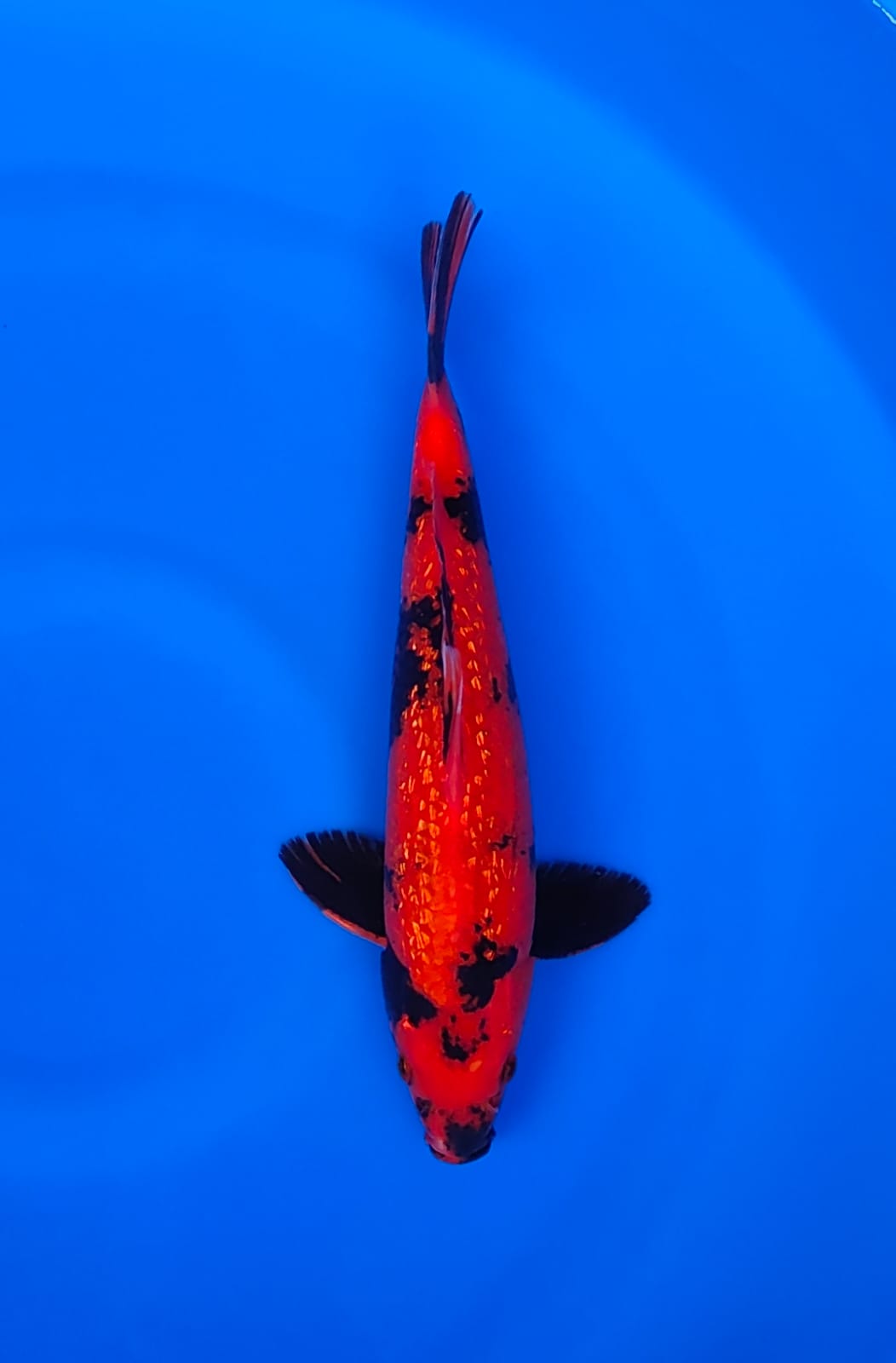 HIUTSURI GINRIN MERAH STRONG SUMI TATEGOI CALON SUPER 31cm