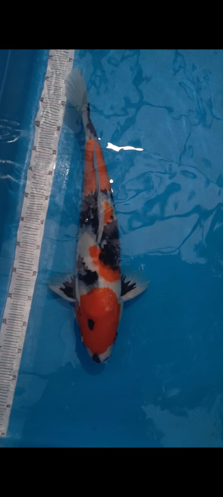 SHOWA MOTOGORO 55cm