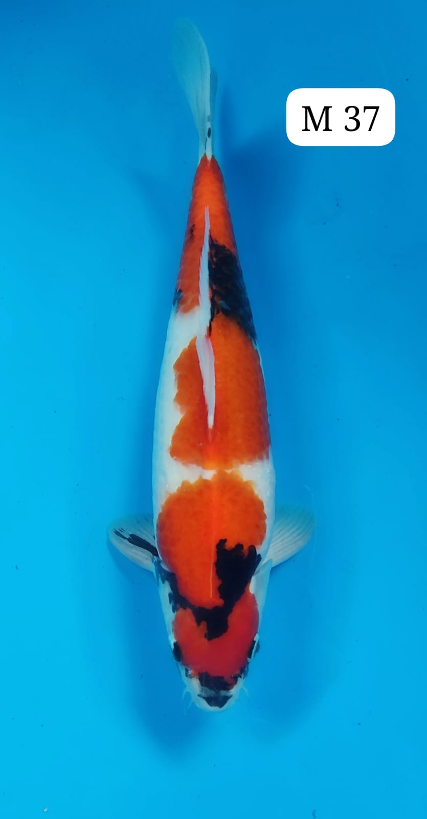SHOWA M 37cm