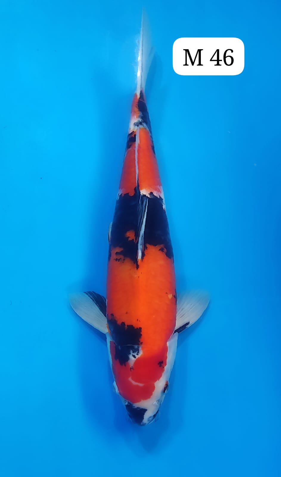 SHOWA M 46cm