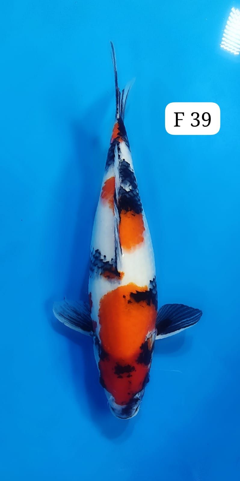 SHOWA F 39cm