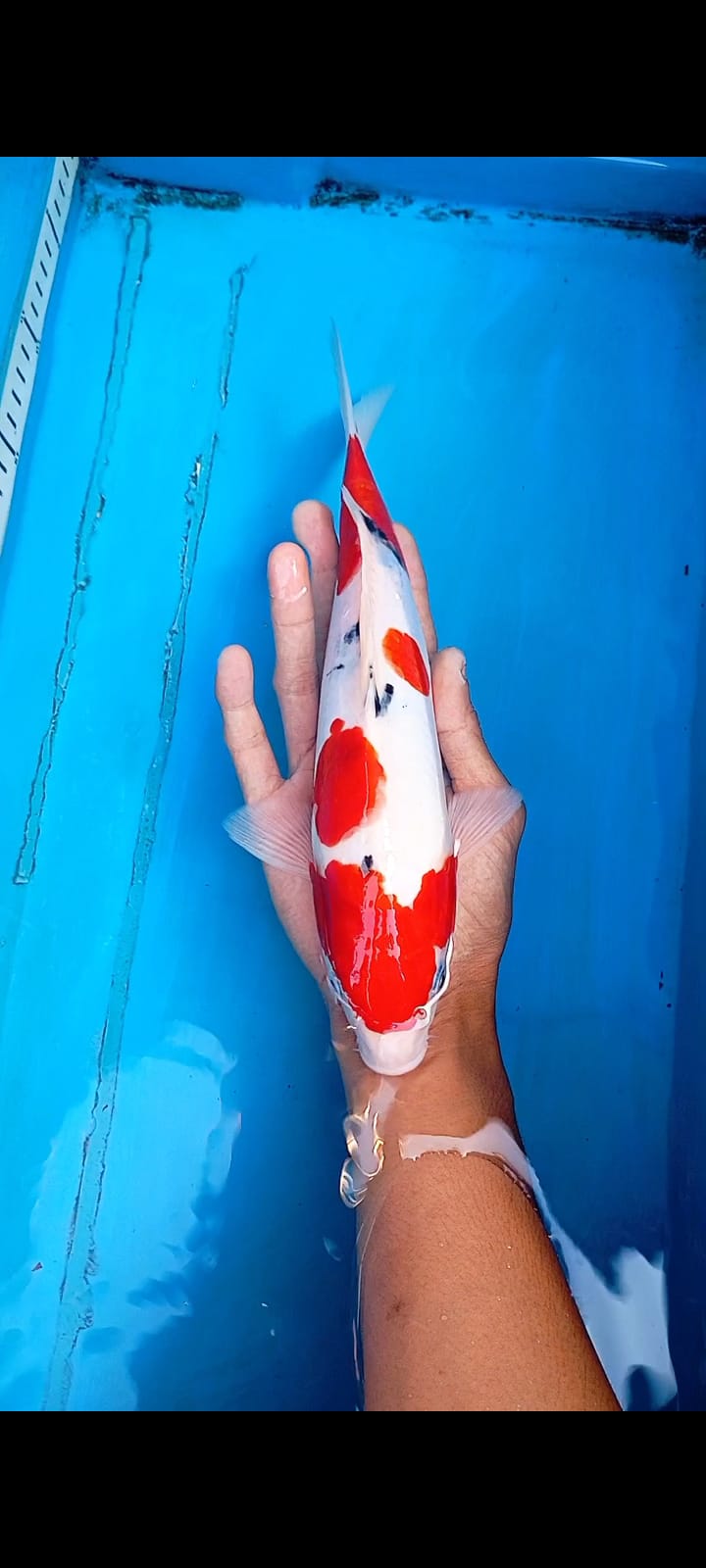 SANKE DOITSU ORGINAL 30cm