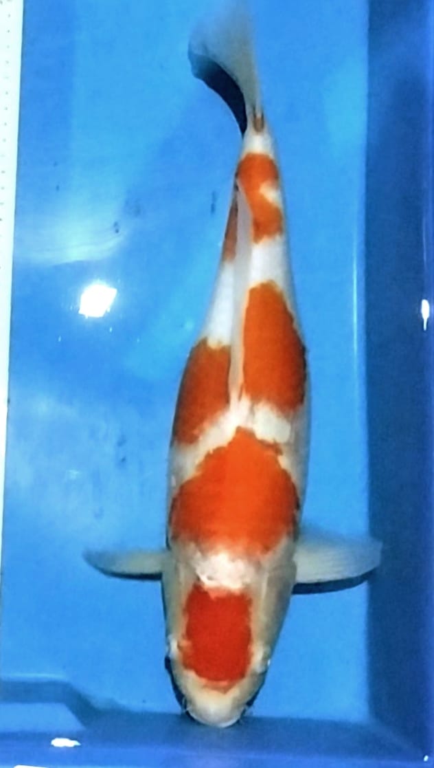 KOHAKU BLODLINE F1 MARUDHO 42cm