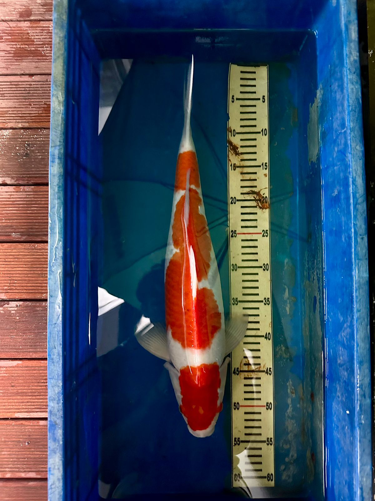 KOHAKU 50cm