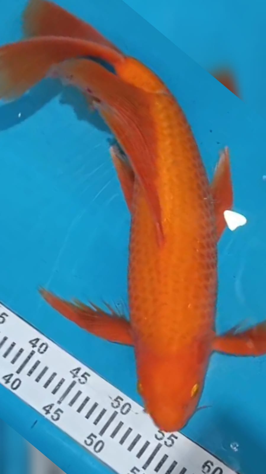 RED KARASYI KUMPAY MALE PUNUK ISTIMEWA 48cm