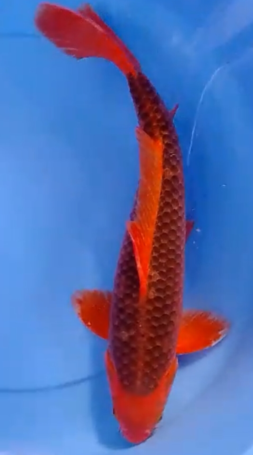 AKAMATSUBA PEJANTAN TANGGUH ISTIMEWA JUMBO 45cm