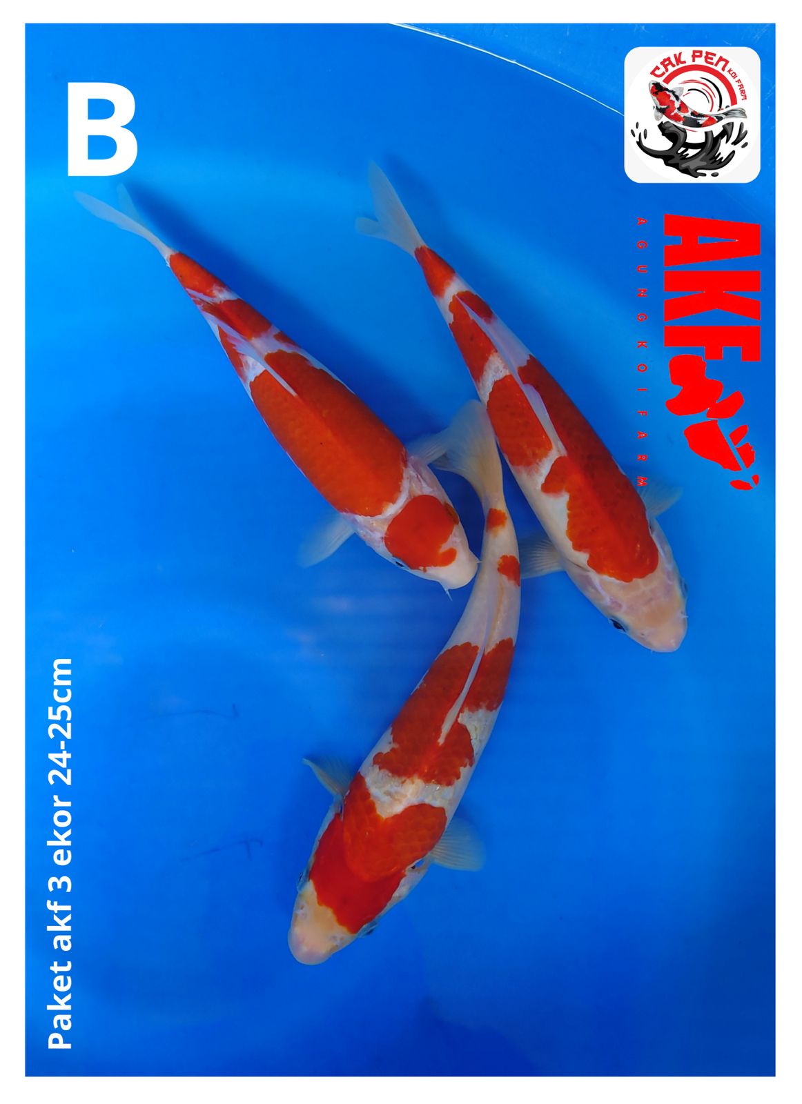 PAKET AKF 3 EKOR 24-25cm