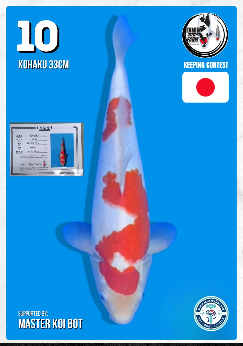 KOHAKU 33cm