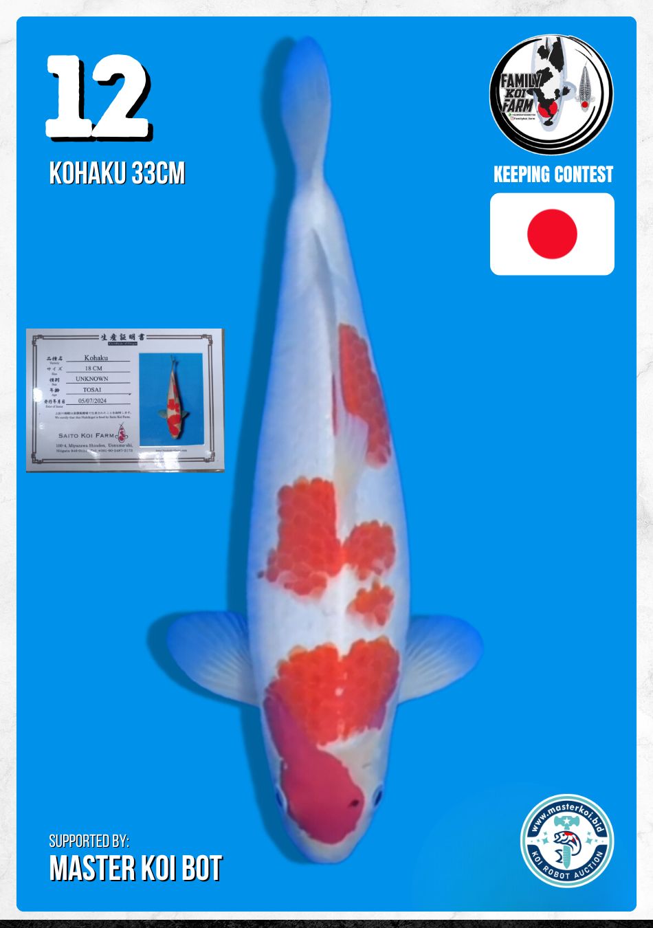 KOHAKU 33cm