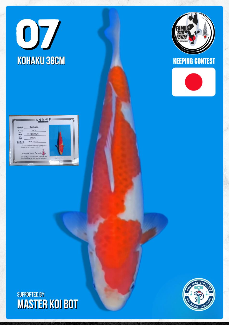 KOHAKU 38cm
