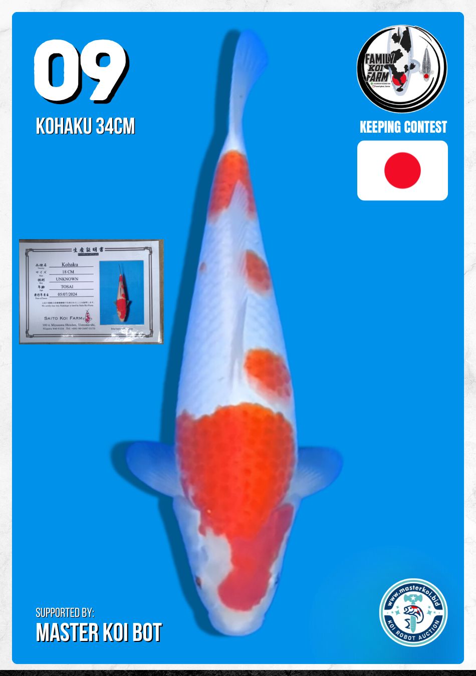 KOHAKU 34cm