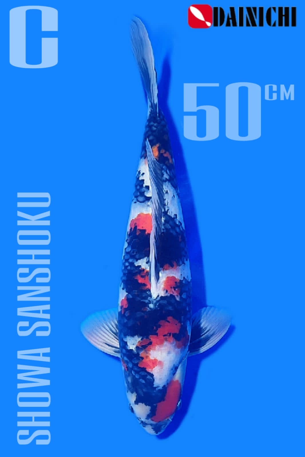 SHOWA SANSHOKU DAINICHI KOI FARM 50cm