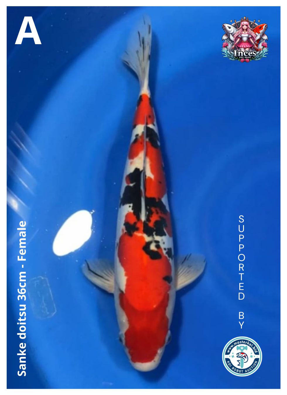SANKE DOITSU 36cm