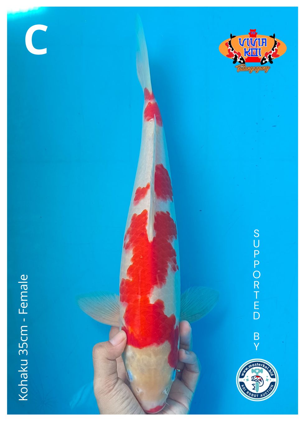 KOHAKU 35cm