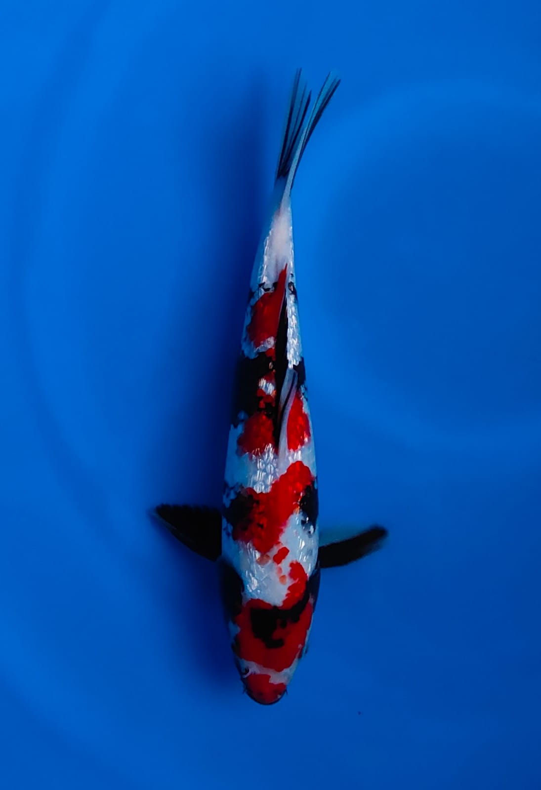 SHOWA GINRIN MERAH STRONG POLA BAGUS CALON SUPER 31cm