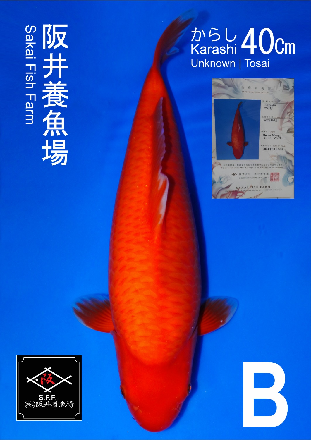 RED KARASHI SAKAI SUPER MANGO 40cm